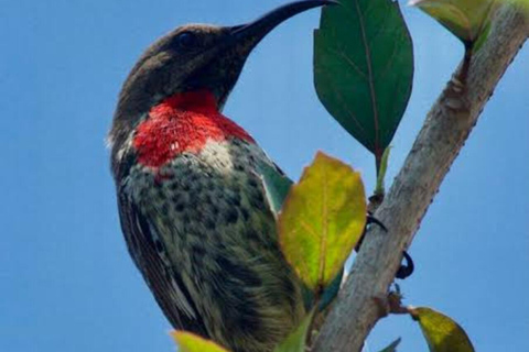 Zanzibar: Chwaka Forest Reserve Birdwatching Tour