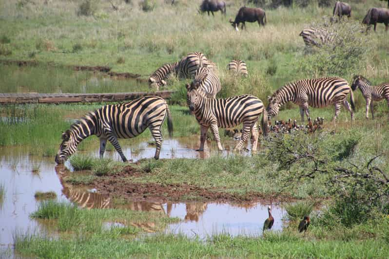 Von Nairobi Aus: 7-tage Maasai Mara, Lake Nakuru Und Amboseli 