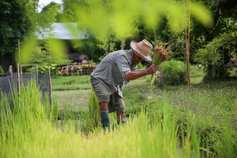 Chiang Mai : Buffles thaïlandais et plantation de riz