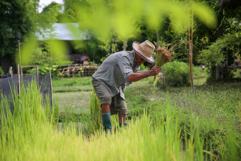 Chiang Mai: Experiência tailandesa com búfalos e plantação de arroz