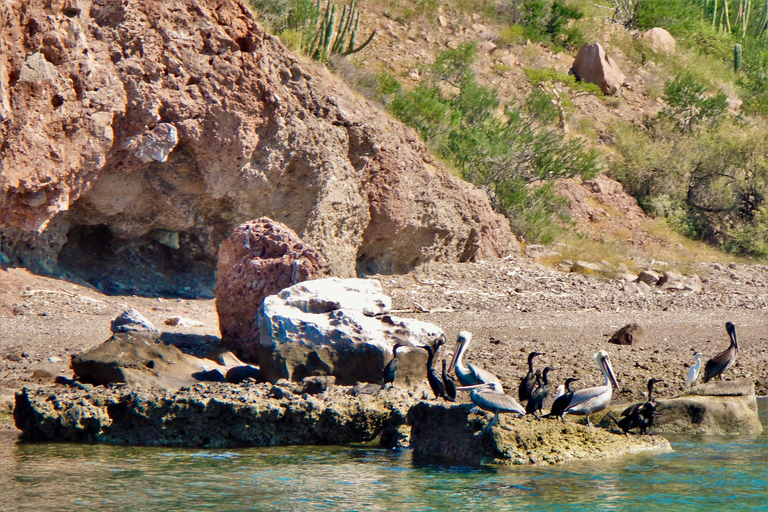 Coronado Island and Snorkel Tour