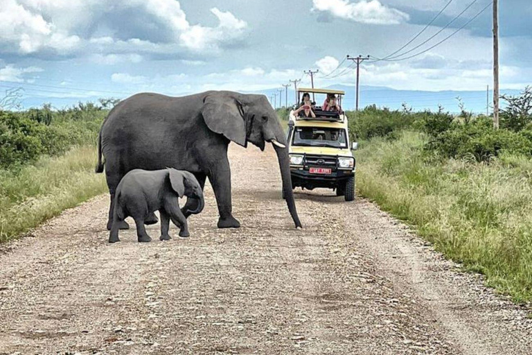 Uganda: 10-Day Luxury Safari with Gorilla Trekking