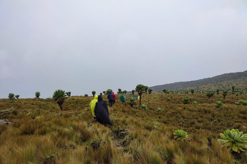 Aberdares: Caminhada guiada pelas Sete Lagoas com vistas panorâmicasAberdares: Caminhada guiada pelas Sete Lagoas com vistas incríveis