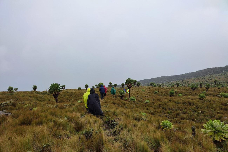 Aberdares: Caminhada guiada pelas Sete Lagoas com vistas panorâmicasAberdares: Caminhada guiada pelas Sete Lagoas com vistas incríveis