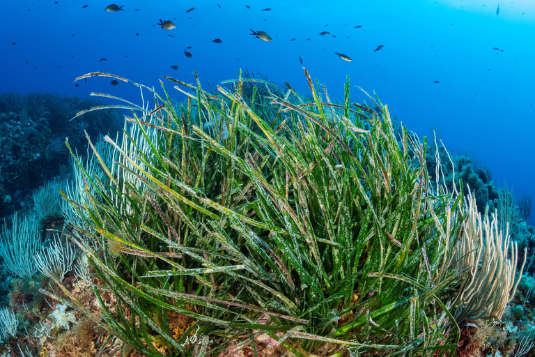 Introductory dive in Marseille Introductory diving lesson in Marseille