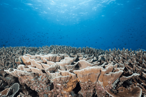 Ein-Tages-Tour nach Komodo mit dem Schnellboot