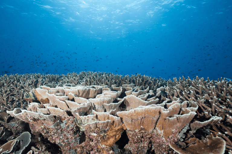 Excursão de um dia a Komodo em barco rápido