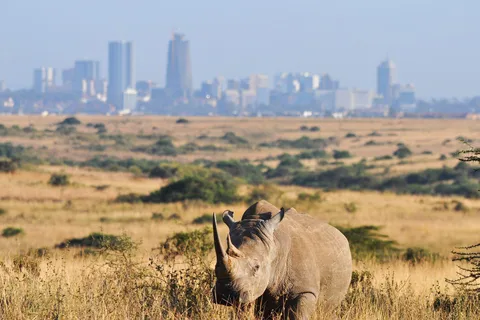 Nairobi: National Park Game Drive and Beads Center Tour