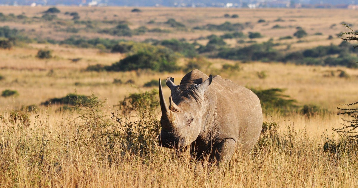 Tour de medio día por el Parque Nacional de Nairobi | GetYourGuide