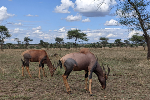 Arusha: excursión de un día al Santuario de Vida Silvestre Serval con almuerzoArusha: excursión de un día al Santuario de Vida Silvestre Serval con almuerzo incluido