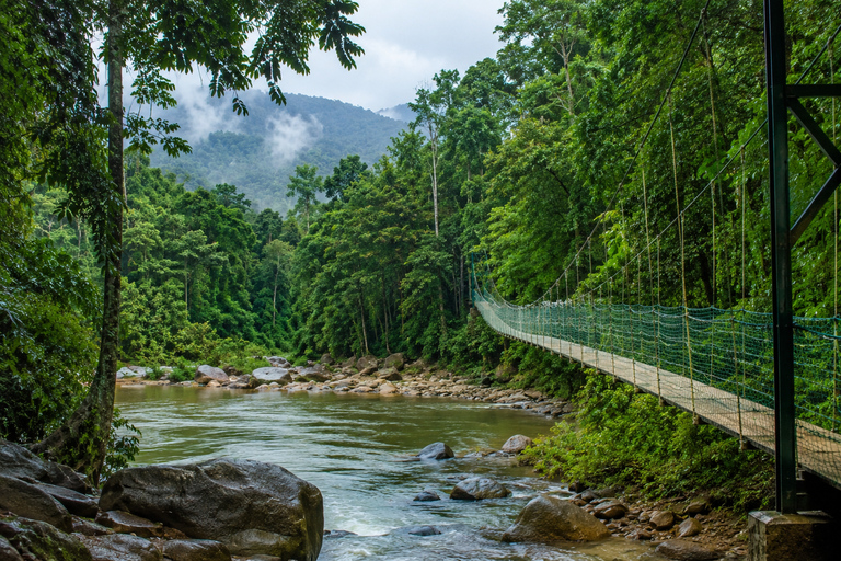 Taman Negara Tour