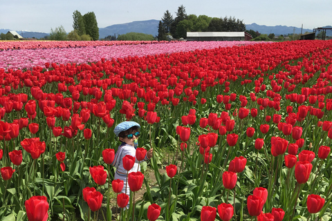 From Seattle: Tour of Skagit Valley Tulip Festival