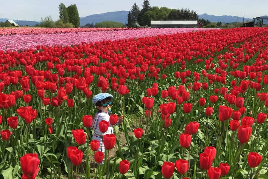 Aus Seattle: Tour zum Skagit Valley Tulip Festival. Foto: GetYourGuide