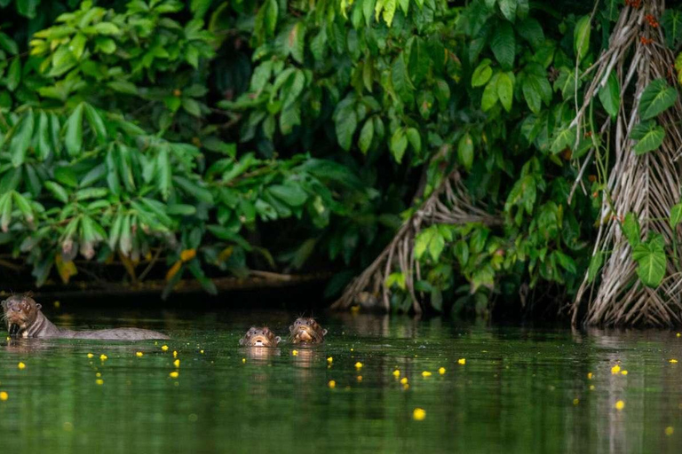 AMAZONENTOUR MANU CULTUREEL GEBIED 3D - 2N