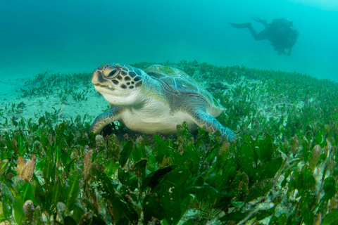 Sydney: Guided Snorkelling Tour - Shelly Beach