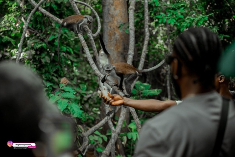 Wli Waterfall And Tafi Monkey Sanctuary ( Volta Region)