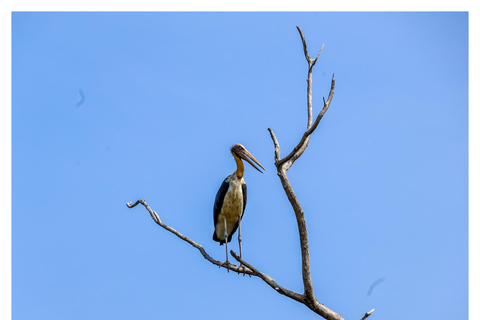Sigiriya: Minneriya Shared Safari | Kaudulla & Hurulu Eco Kaudulla National Park