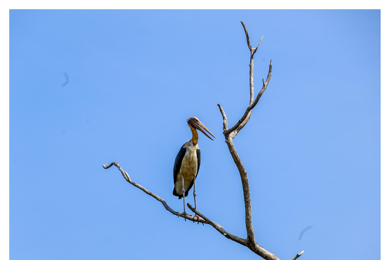 Sigiriya: Minneriya Shared Safari | Kaudulla & Hurulu Eco Kaudulla National Park