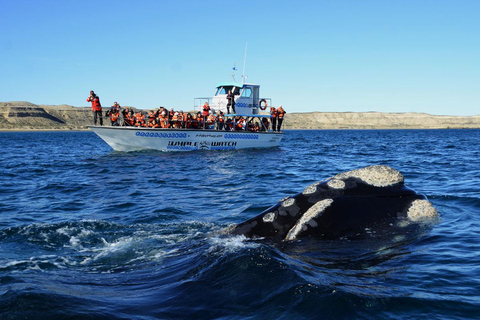 Península Valdés: Whale Watching Boat Tour with Guide