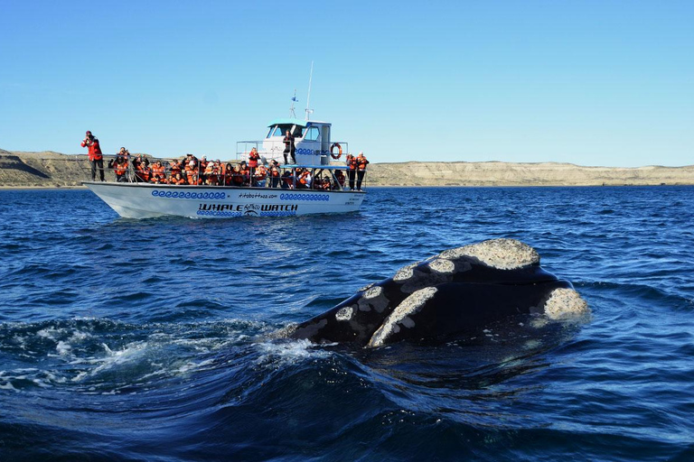 Península Valdés: Whale Watching Boat Tour with Guide