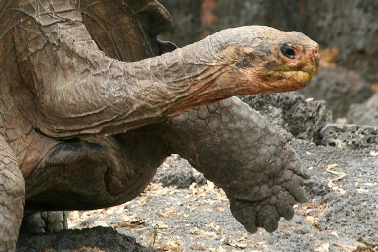 Zanzibar Private Prison Island Tour Come to the meeting point (Tour without pick up & drop off)