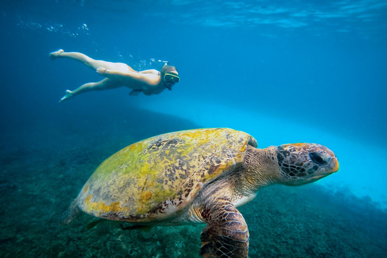 Ko Tao: Late Riser Snorkeling Tour with Lunch and Photos