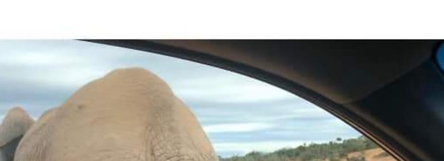 Port Elizabeth : Double safari et visite de la ville