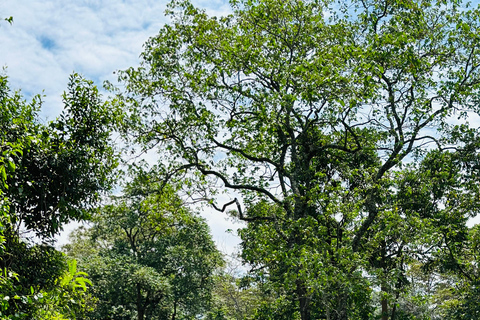 Arusha National Park Privat dagsutflykt ,Gdrive + vandringssafariArusha National Park Privat dagsutflykt (med lunch)