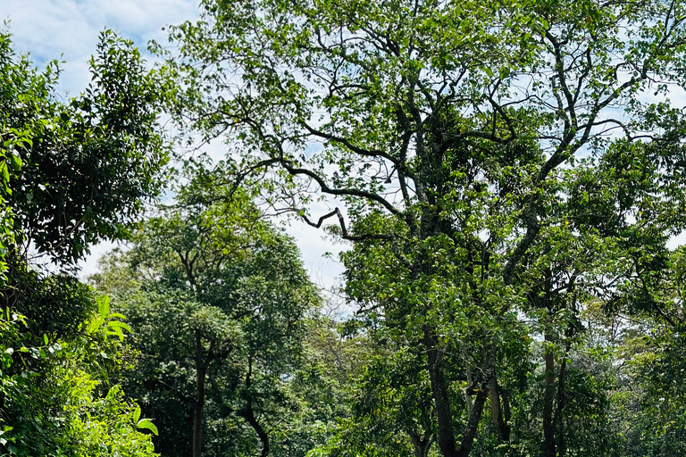 Arusha National Park Privat dagsutflykt ,Gdrive + vandringssafariArusha National Park Privat dagsutflykt (med lunch)