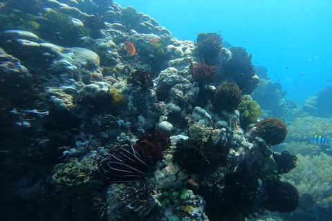 Lombok: pink beach snorkling trip with hotel pick up 2 Lombok: snorkling trip pink beach and explore pink beach