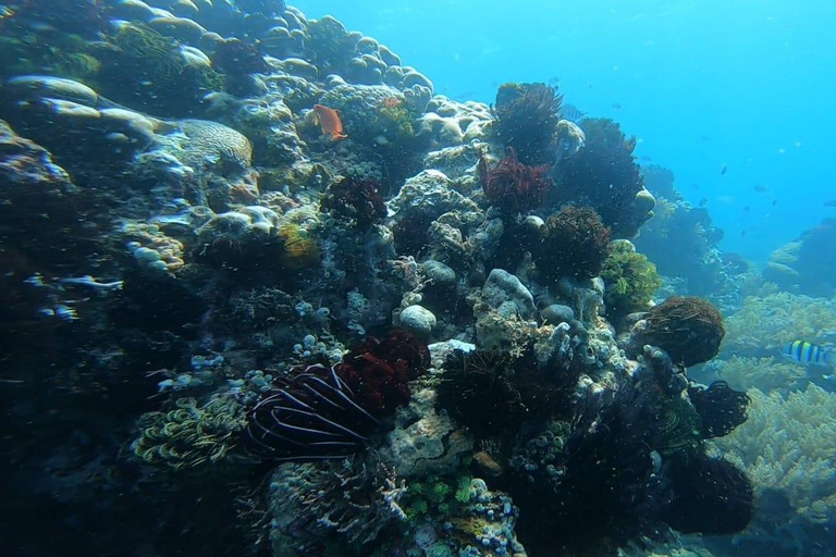 Lombok: pink beach snorkling trip with hotel pick up 2 Lombok: snorkling trip pink beach and explore pink beach