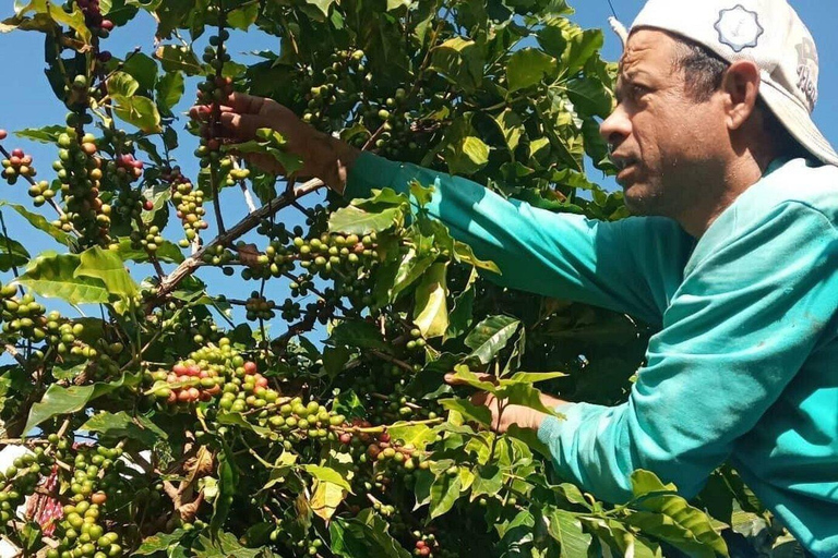 Pokhara: Sarangkot Village Coffee Culture & Local Life Hike