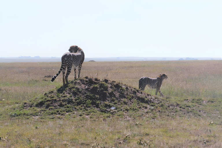 Arusha : 5-Day Safari Adventure with Kilimanjaro Climb