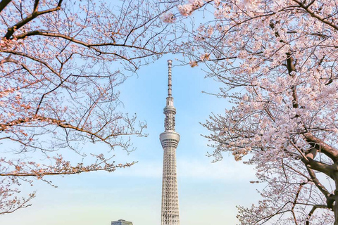 Cherry Blossom Seasonal Special: Classic Tokyo Day Tour Includes beef set meal