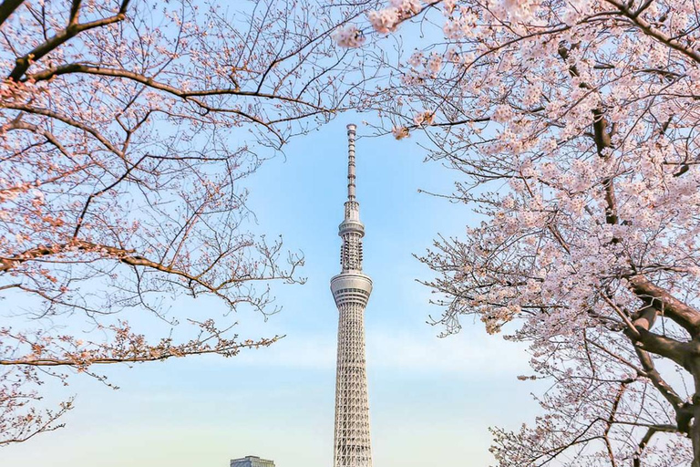 Cherry Blossom Seasonal Special: Classic Tokyo Day Tour Includes beef set meal