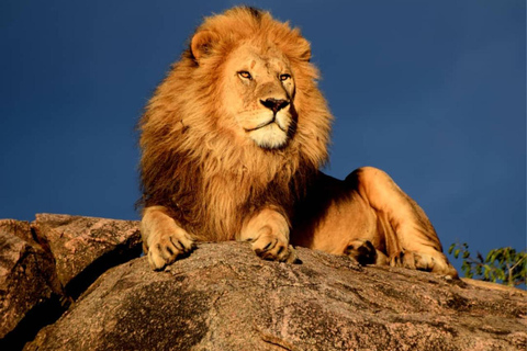 8 Days Migration Safari in Tanzania (Serengeti, Ngorongoro)