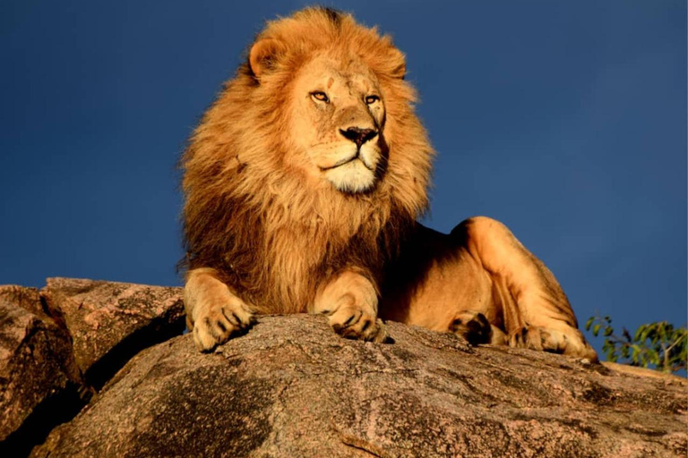 8 Days Migration Safari in Tanzania (Serengeti, Ngorongoro)