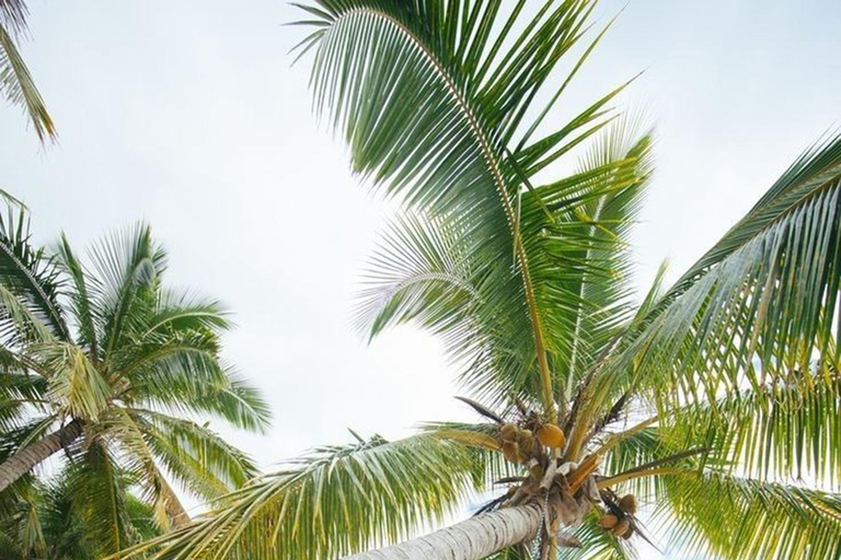 Mirissa: Private Coastal Tour with Coconut Tree Hill