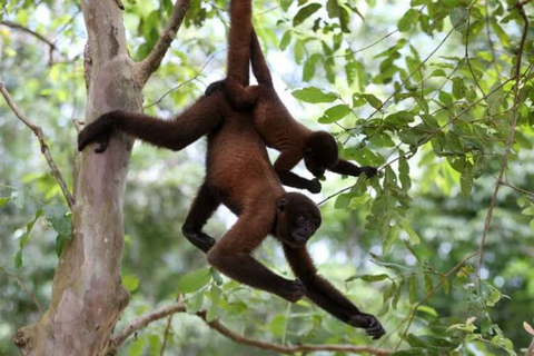 Combo: Iquitos Sightseeing Tour and Monkey Island in 2 Days Combo: Iquitos City Sightseeing Tour and Monkey Island in 2 Days