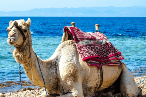 Sharm El Sheikh: Canyon, Blue Hole & Dahab Day Tour Blue Hole Explorer & Snorkeling Adventure