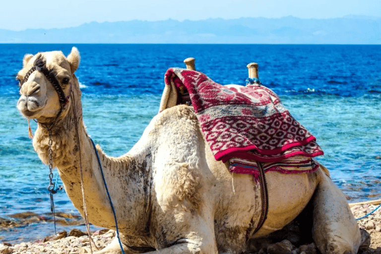 Sharm El Sheikh: Canyon, Blue Hole & Dahab Day Tour Blue Hole Explorer & Snorkeling Adventure