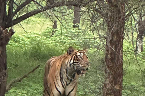 斋浦尔带司机和导游的私人城市之旅