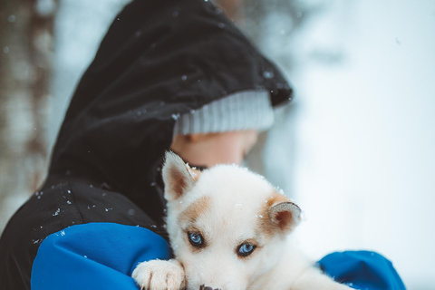 Rovaniemi : Balade en traîneau à huskies au début de l&#039;hiver