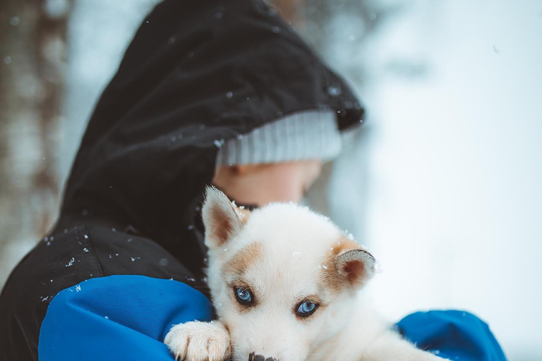 Rovaniemi : Balade en traîneau à huskies au début de l&#039;hiver