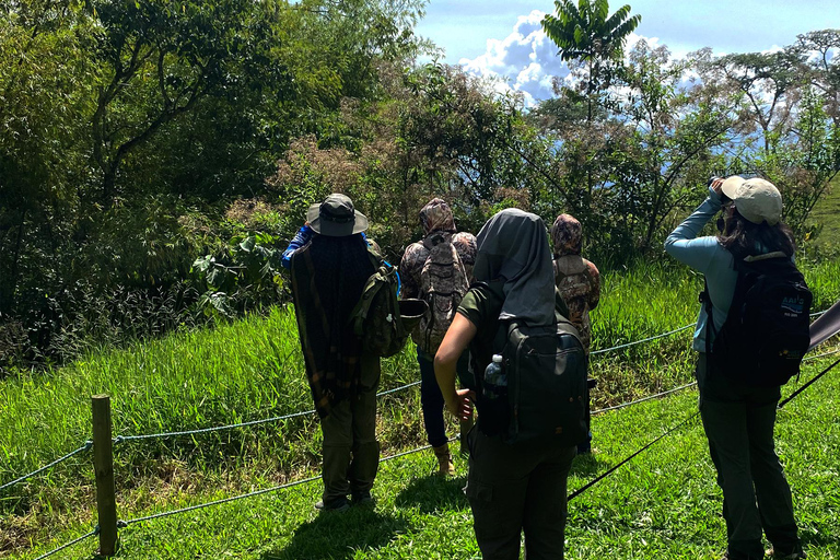 Medellín: Birdwatching on Cerro Tusa Ancient Pyramid Trails