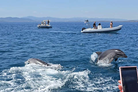 Golfo Aranci: Dolphin-watching tour on a luxury RIB boat with skipper Golfo Aranci: Dolphin-watching tour on a luxury RIB with skipper