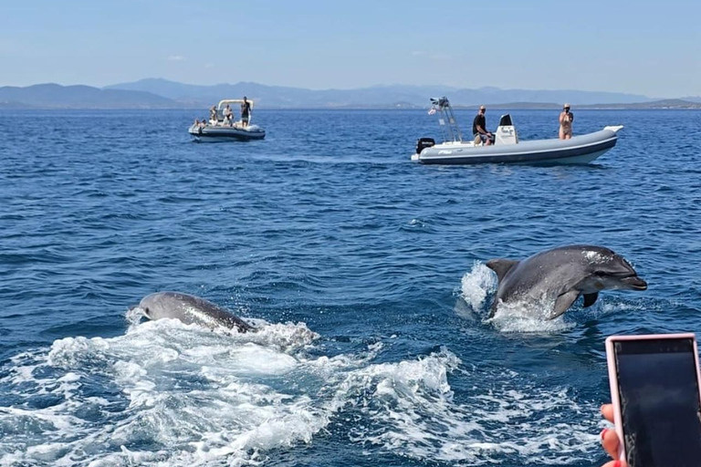Golfo Aranci: Dolphin-watching tour on a luxury RIB boat with skipper Golfo Aranci: Dolphin-watching tour on a luxury RIB with skipper