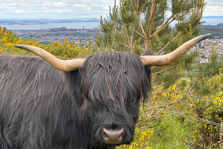 Hills, heather & Highland cows: Hiking in the Pentlands Hills, heather & Highland cows - Hiking in the Pentlands