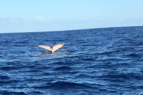 Oförglömligt äventyr med Havanah Boat!