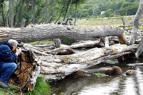 Ushuaia: Adventure and Fueguina Fauna with Animal Encounter of Your Choice Ushuaia: Adventure and Fueguina Fauna with Animal Encounter - Huskie Walk-